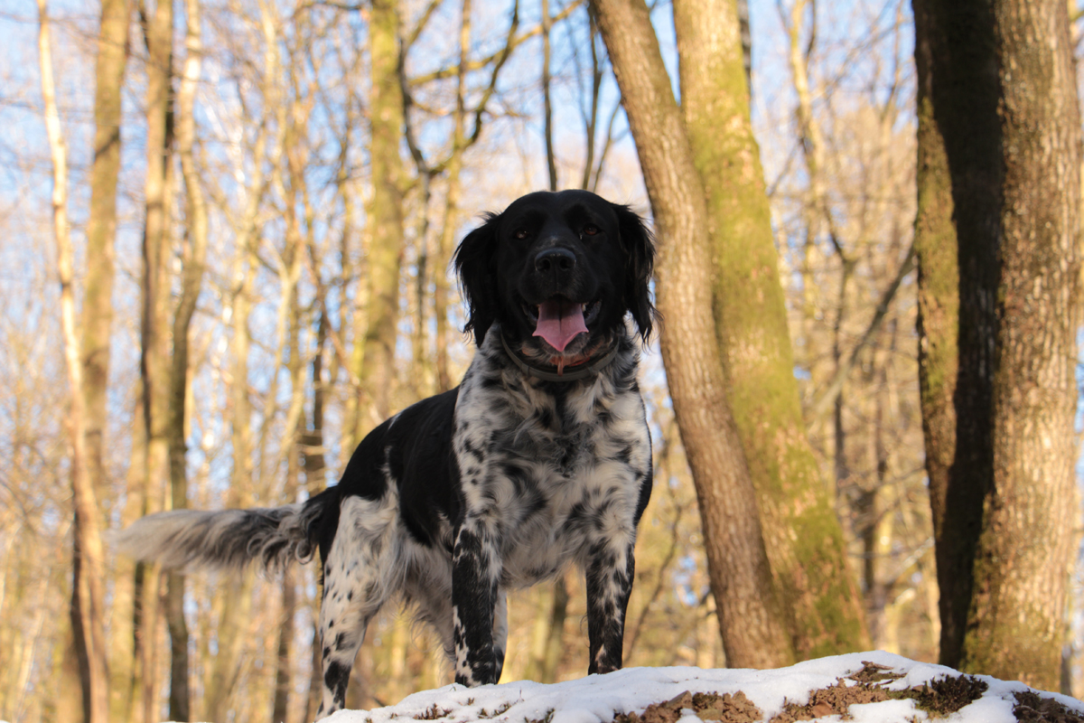 Tara, hunting dog in the forest