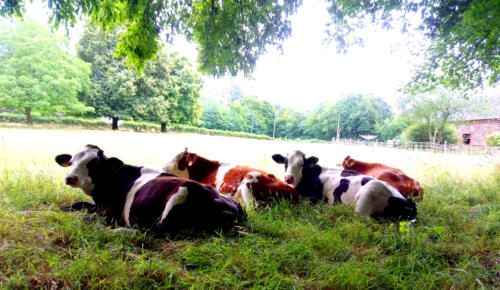 Calves in the pasture
