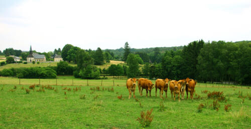 Brognon pasture and its cows