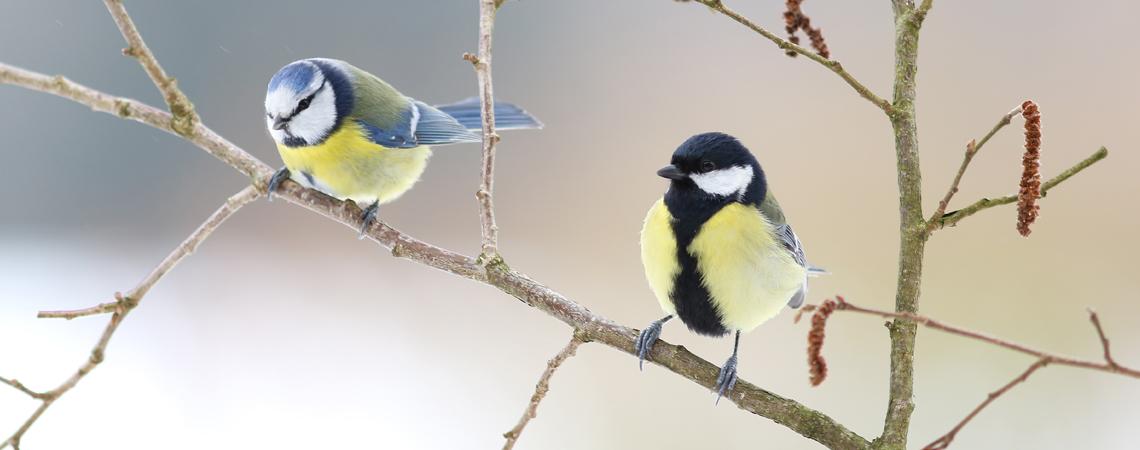 Mésanges bleue et charbonnière © Olivier Colinet