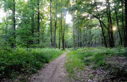 Chemin forestier