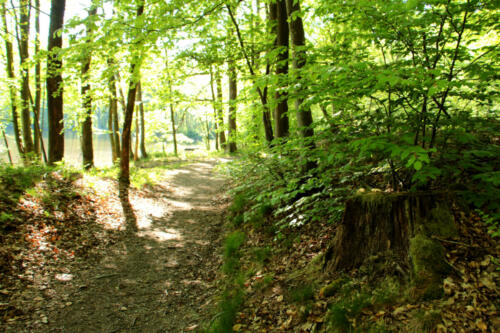 Forêt de Signy-le-Petit