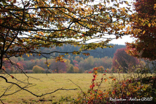 La forêt à proximité et ses belles couleurs d'automne